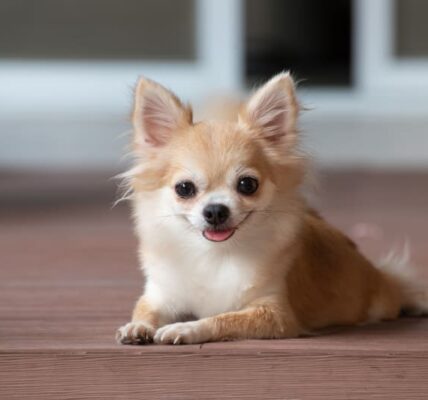 Cute dog