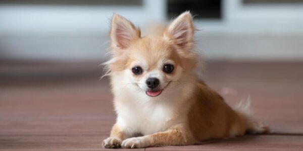 Cute dog