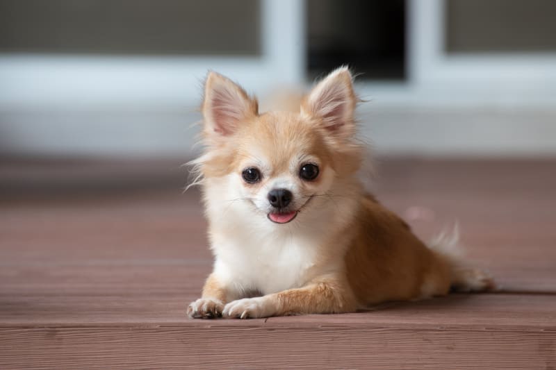 Cute dog