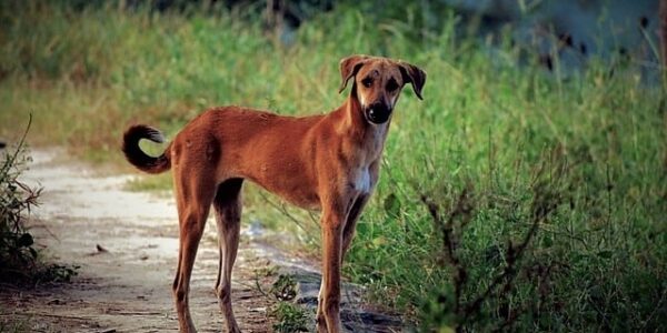 Dog on street