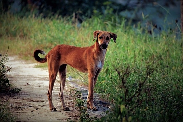 Dog on street